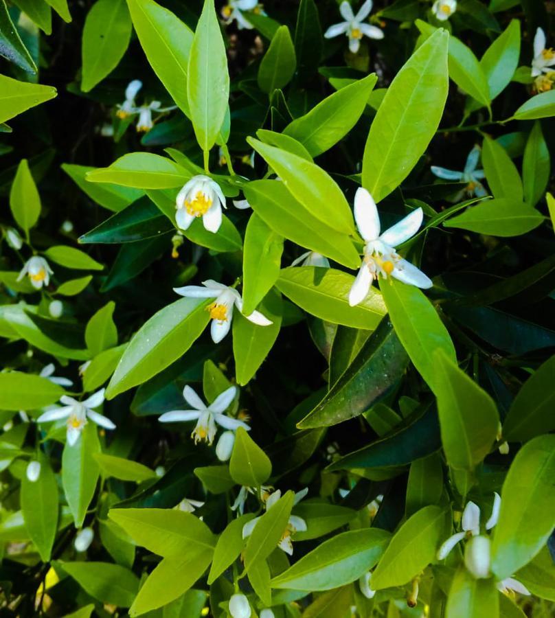 アニョーネ・バーニ Il Giardino Del Soleヴィラ エクステリア 写真
