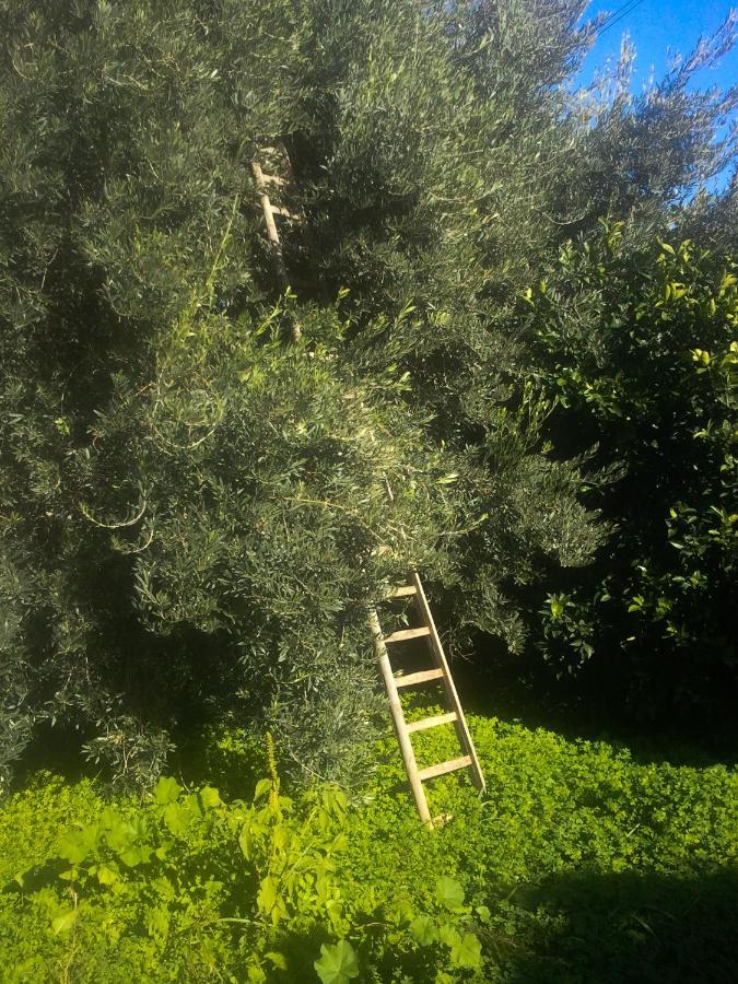 アニョーネ・バーニ Il Giardino Del Soleヴィラ エクステリア 写真